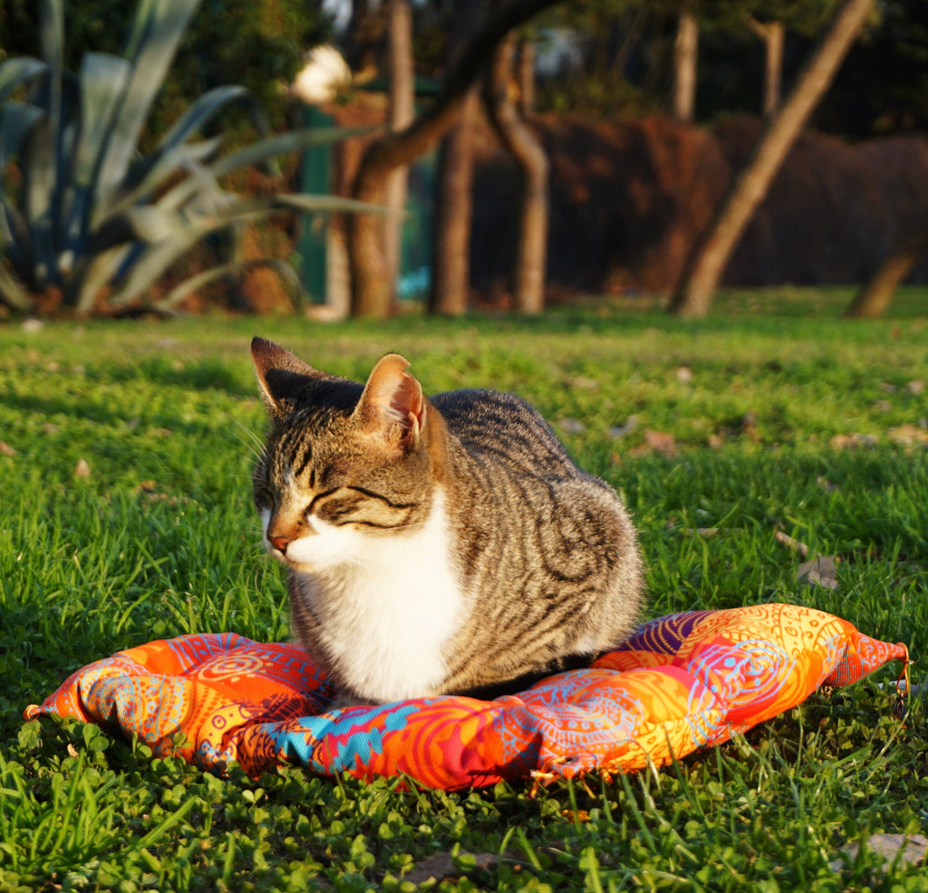 Turuncu BODHI Minderi