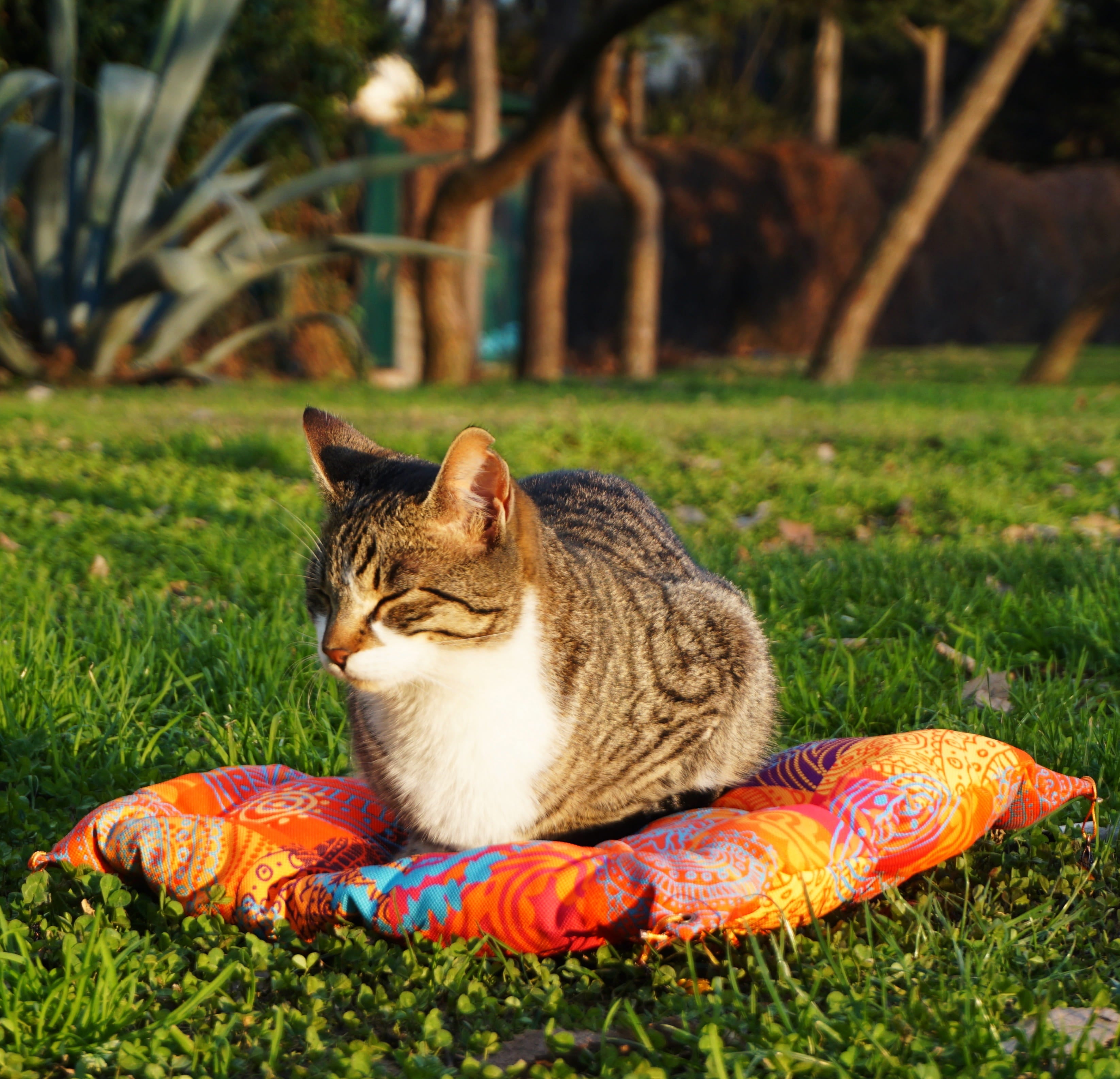 Orange BODHI Cushion